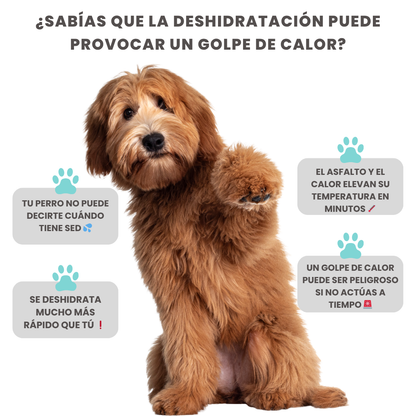 Original Pawbob®